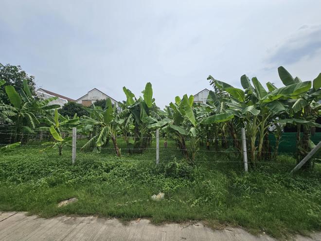 ที่ดินว่างเปล่าหลุดจำนอง ธ.ธนาคารกสิกรไทย กรุงเทพมหานคร เขตหลักสี่ ตลาดบางเขน